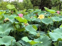 -池杉湖湿地公园