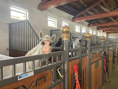 -北京群众马术培训基地