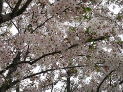 -高东镇樱花园