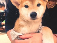 -逗柴咖啡屋·狗咖猫咖宠物桌游