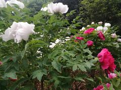 -洛阳市牡丹公园