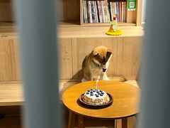 -是阿柴呀！柴犬咖啡·爱喵喵猫咖