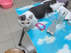 -芭比堂动物医院·24小时·眼科中心(深圳中心)
