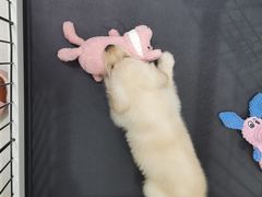 -翊宠yipet猫狗购宠庄园犬舍•猫舍