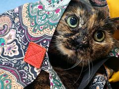 -北京赛佳动物医院