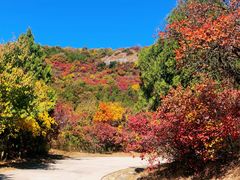 -北京西山国家森林公园