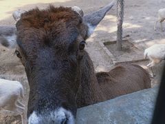 -石家庄市动物园