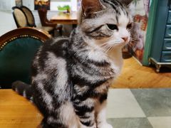 -猫小院猫主题餐厅(三里屯店)