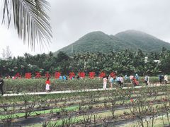 -亚龙湾国际玫瑰谷