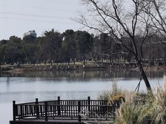 -九科绿洲