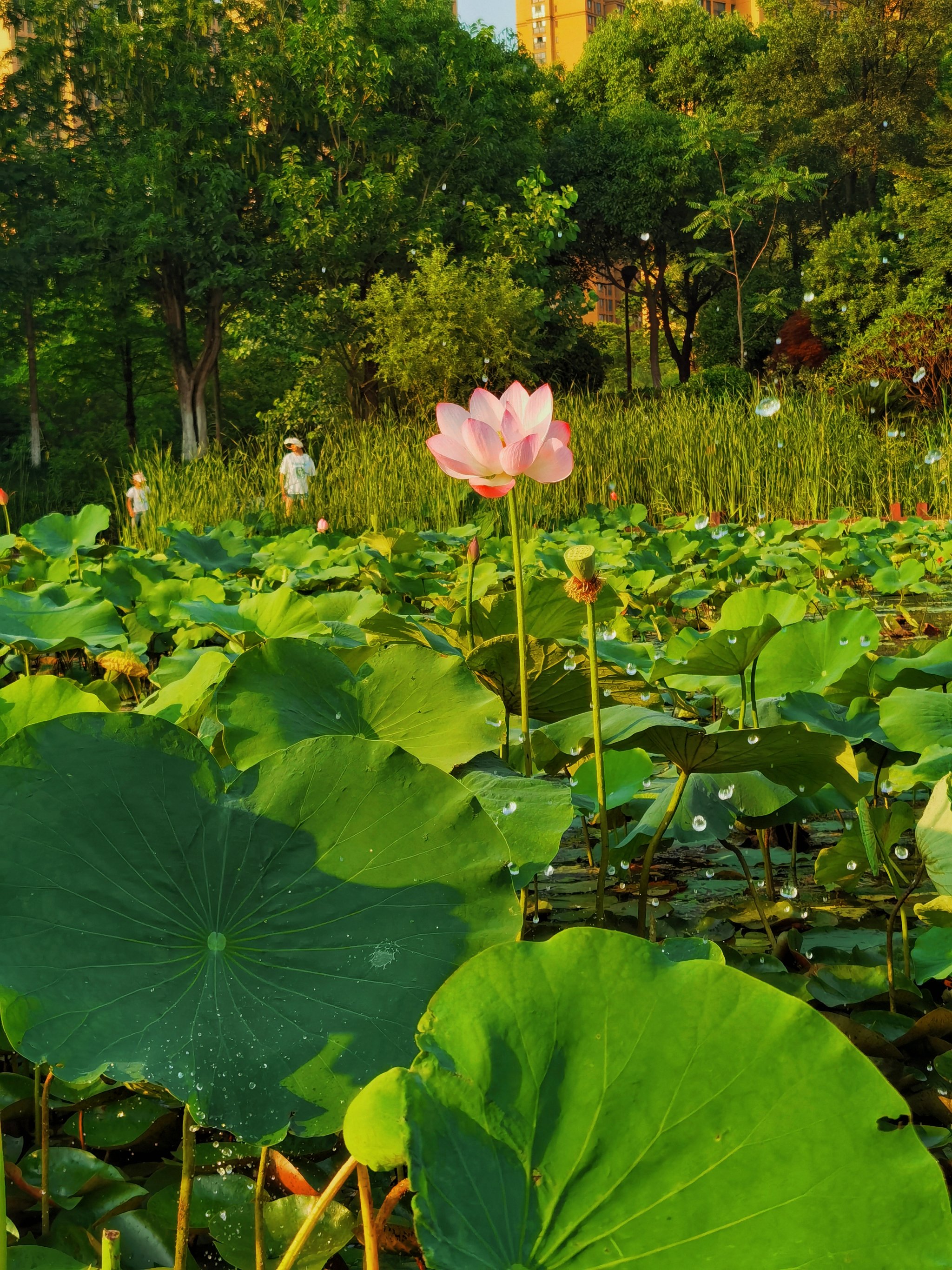 丁塘河湿地公园图片图片