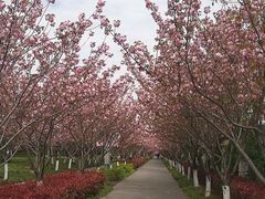 -高东镇樱花园