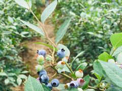 -金谷域澳洲庄园