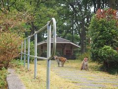 -狮子山郊野公园