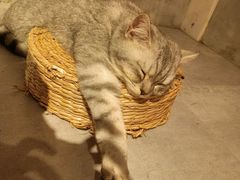 -猫儿山۰猫主题餐厅