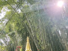 -云南勐巴娜西珍奇园