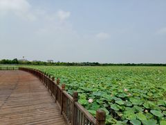 -天津东丽湖风景区