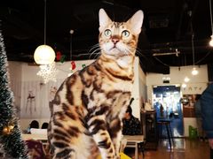 -Cappucimeow猫咪咖啡馆(韦伯时代店)