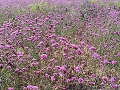 -紫海香堤香草艺术庄园
