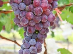 -麦园农庄·西江河鲜