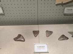 -辽宁古生物博物馆
