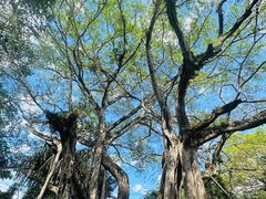 -瑞丽独树成林风景区