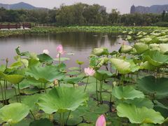 -长兴太湖图影湿地文化园