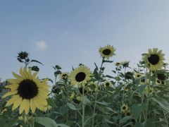 -映月湖中央公园