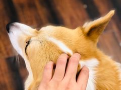 -豆柴町-柴犬主题狗咖(红鼎国际C座店)