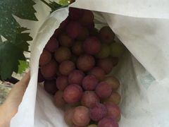 -美家乐农庄·露营·团建(大治路店)