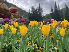-深圳仙湖植物园