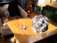 -咖法森林·咖啡  酒吧(天河店)