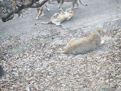 -大连森林动物园
