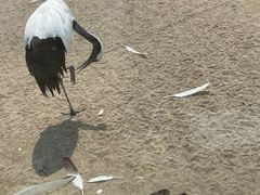 -盐城丹顶鹤湿地生态旅游区