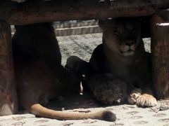 -西安秦岭野生动物园