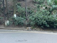 -黔灵山公园