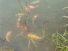 -福瑞记老孙头biangbiang面(新生路店)