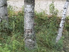 -御道口草原森林风景区