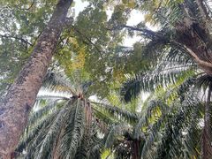 -中国科学院西双版纳热带植物园