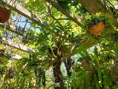 -中国科学院西双版纳热带植物园