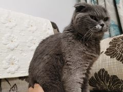 -宠福鑫康馨动物医院·骨科·眼科