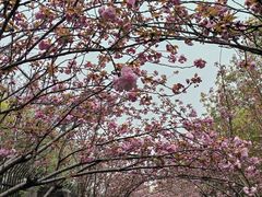 -高东镇樱花园
