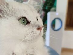-猫在这儿猫咪咖啡馆·撸猫馆