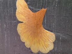 -百富源·海鲜辽菜(和平北大街店)