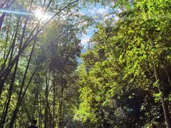 -西双版纳原始森林公园