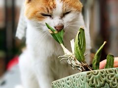 -安安宠医宠物医院·异宠·犬猫内科(岳阳分院)
