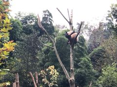 -都江堰中华大熊猫苑
