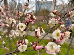 -新虹桥中心花园