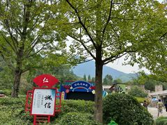-天目山大树王景区