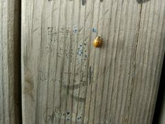 -帽儿山国家森林公园